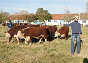Imagem de Prova de Avaliação a Campo em Bovinos de Corte