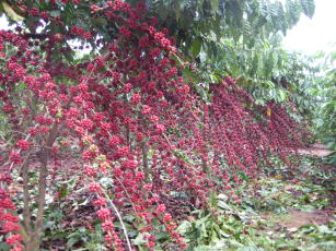 Imagem de Robusta Amazônico – Cultivar híbrida de café – BRS 3193