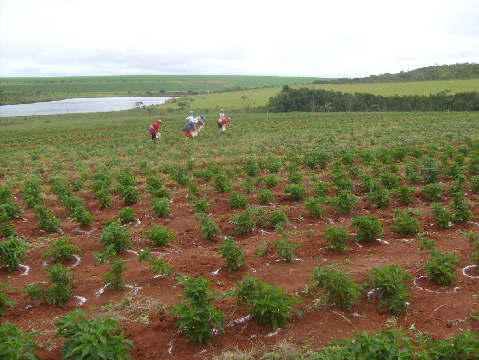 Adubação de cobertura em lavoura de pimenta. Adubação de cobertura em lavoura de pimenta.