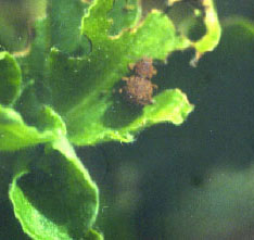 Aracantus Aracantus