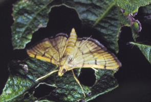 Lagarta enroladeira Lagarta enroladeira