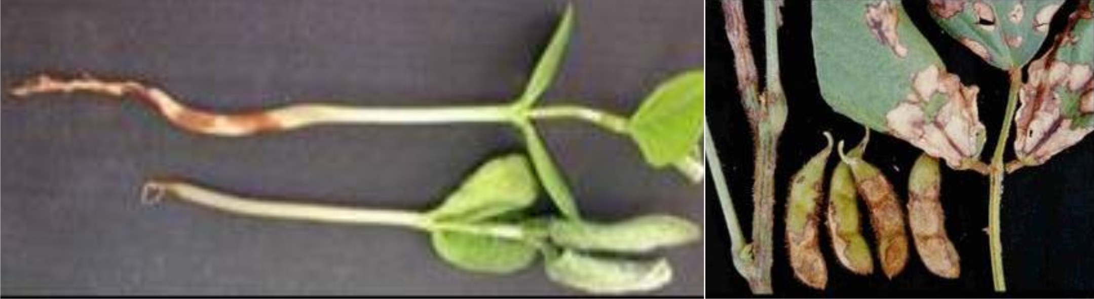 Tombamento e mela ou requeima - Rhizoctonia solani Tombamento e mela ou requeima - Rhizoctonia solani
