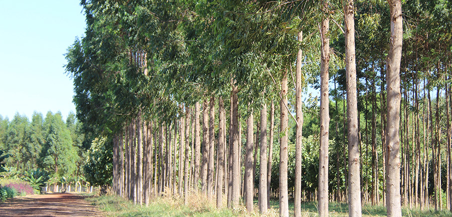Planilha calcula custo de produção e tratamento da madeira na propriedade rural