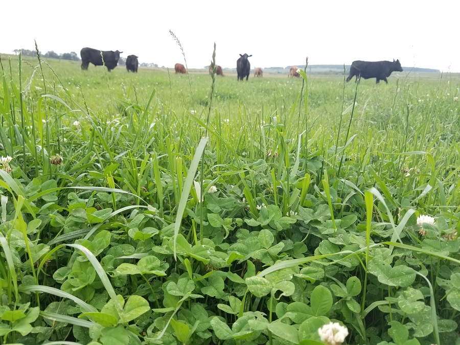 Embrapa Pecuária Sul apresenta soluções tecnológicas para o campo na Expointer 2025